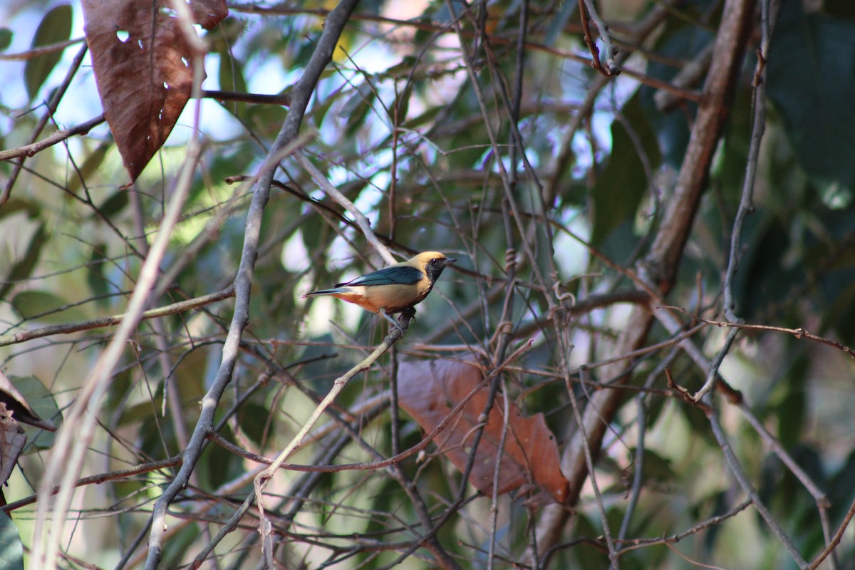 Burnished-buff Tanager - ML642211968