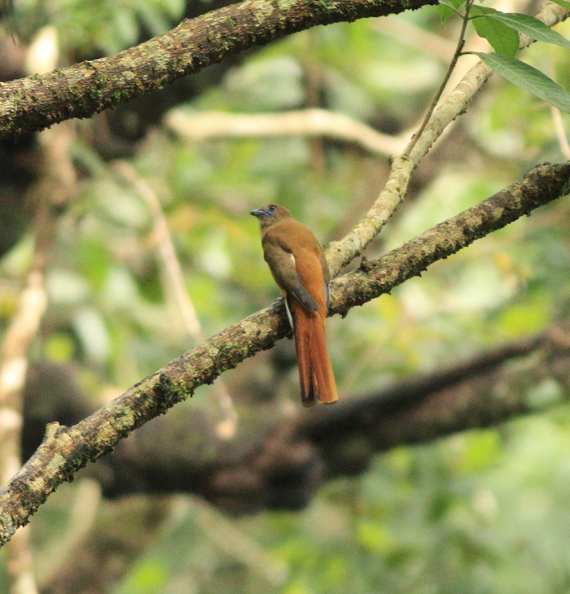 Malabar Trogon - ML642211974
