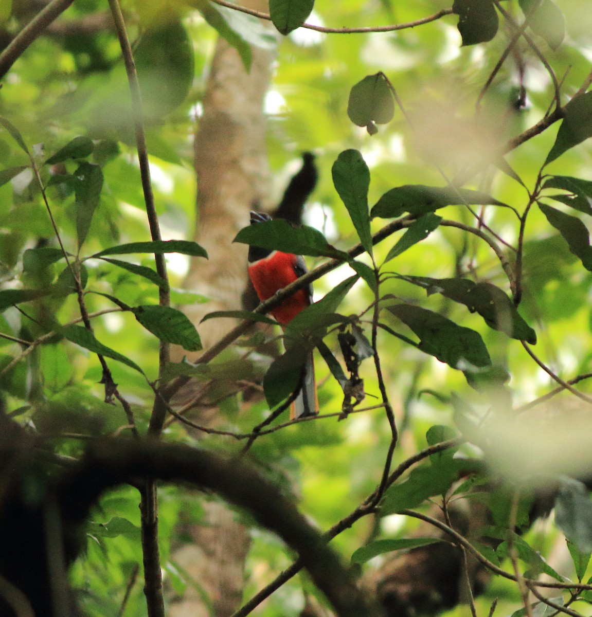 Malabar Trogon - ML642211975