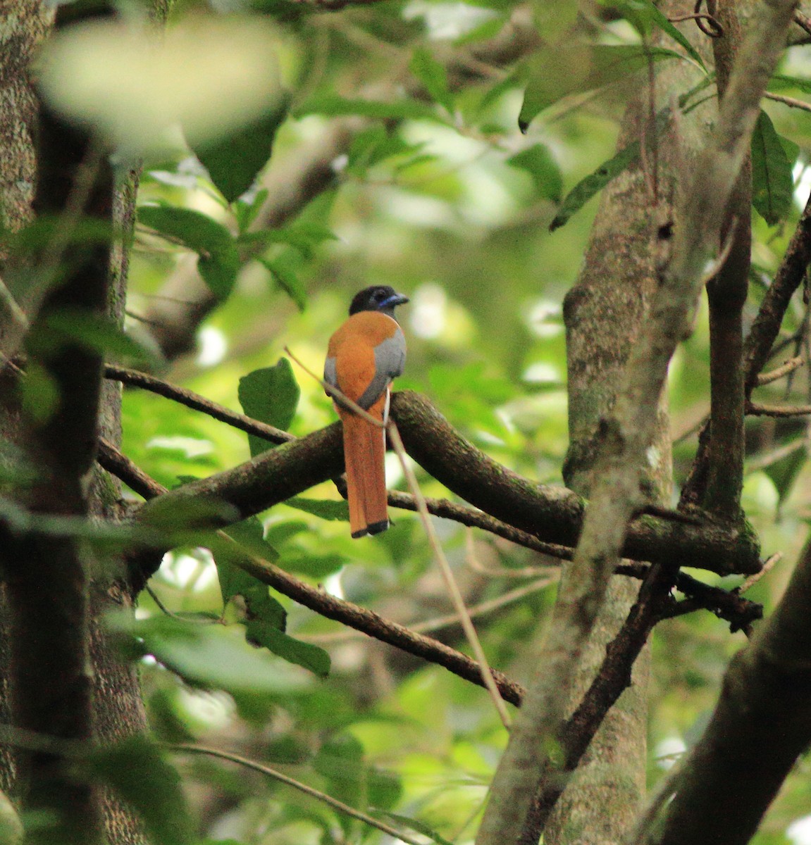 Malabar Trogon - ML642211984