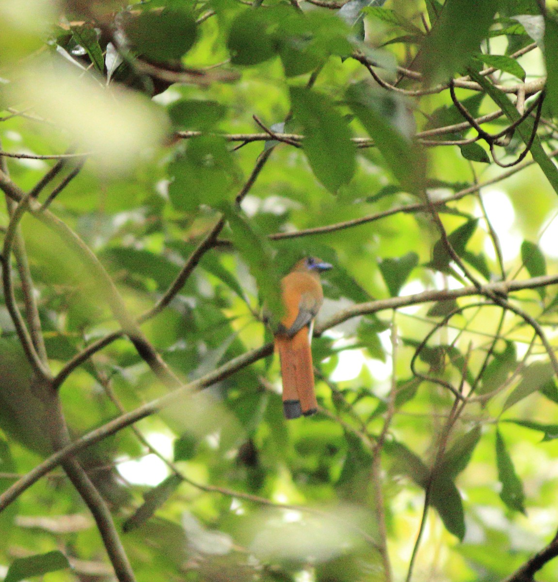 Malabar Trogon - ML642211985