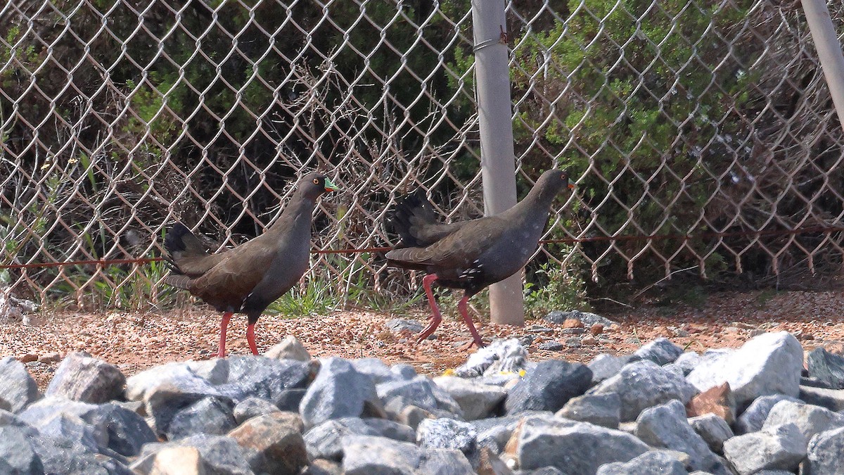 Black-tailed Nativehen - ML642211994