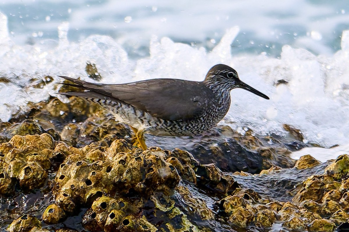 Wandering Tattler - ML642212002