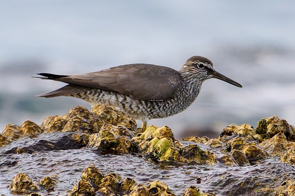 Wandering Tattler - ML642212004