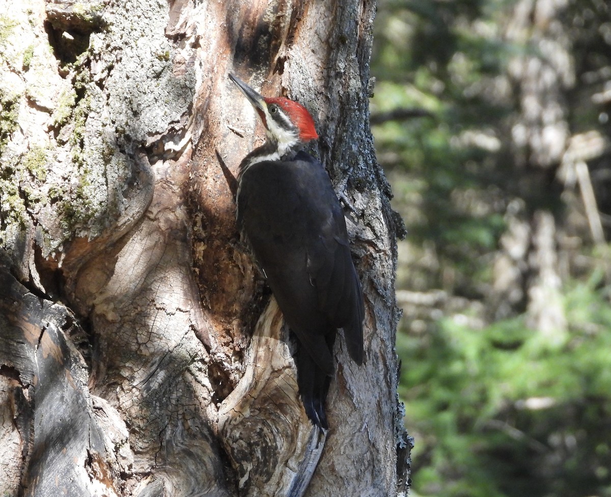Pileated Woodpecker - ML642212015