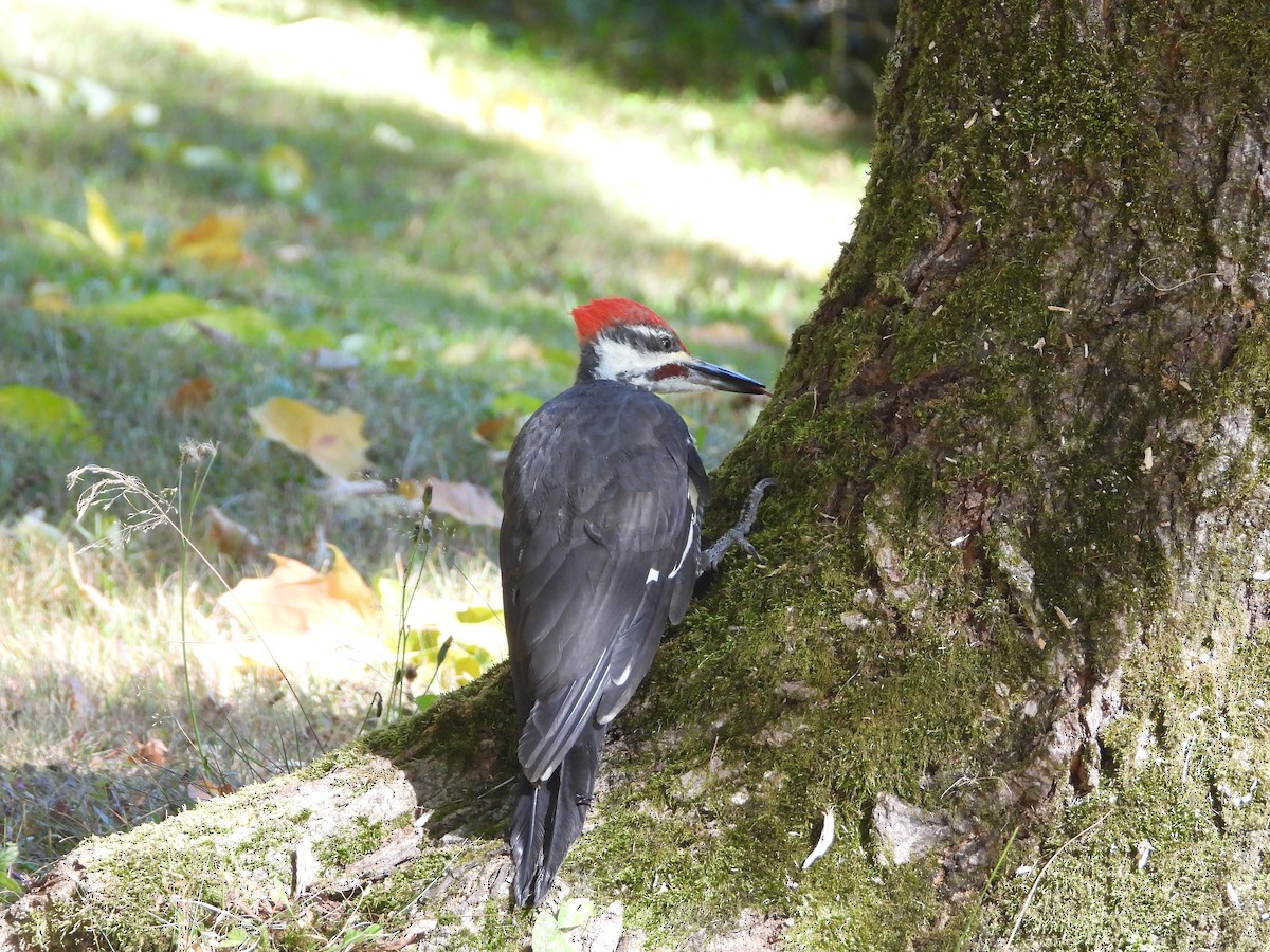 Pileated Woodpecker - ML642212016