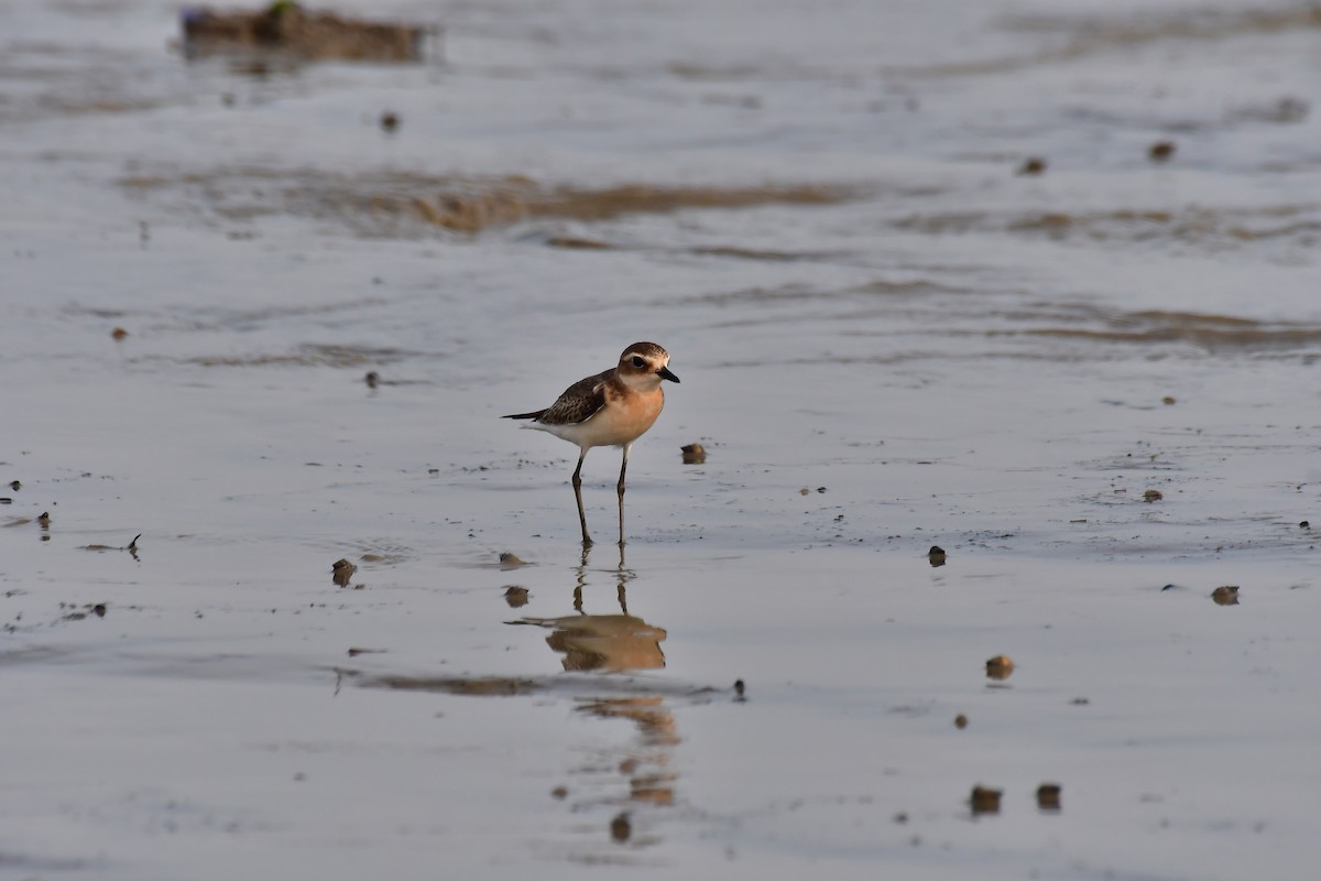 Tibetan Sand-Plover - ML642212034