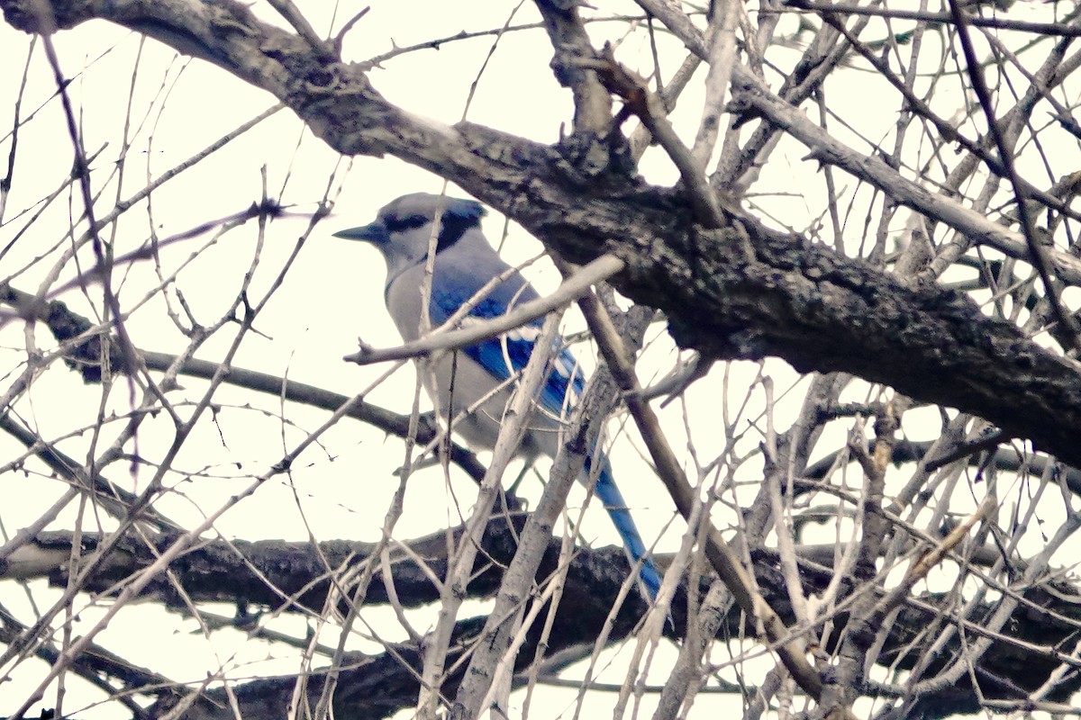 Blue Jay - ML642212051
