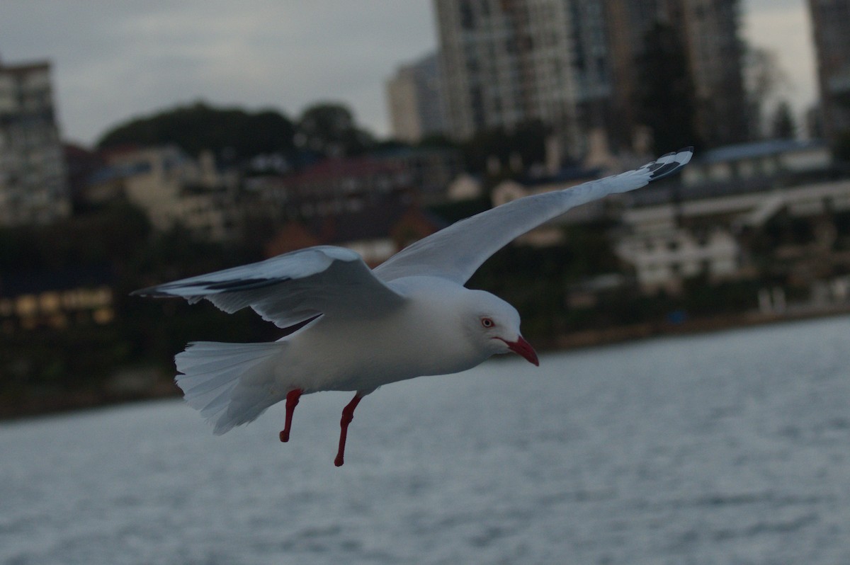 Silver Gull (Silver) - ML642212073
