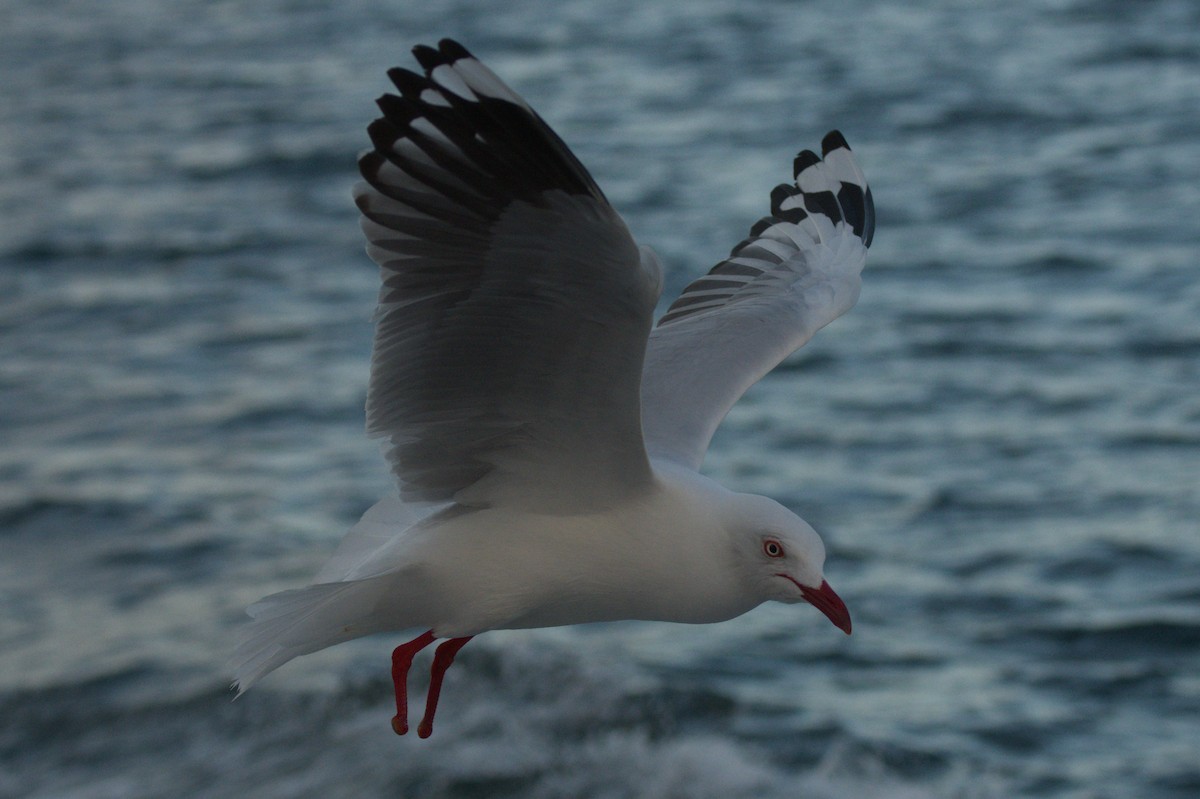 Silver Gull (Silver) - ML642212074