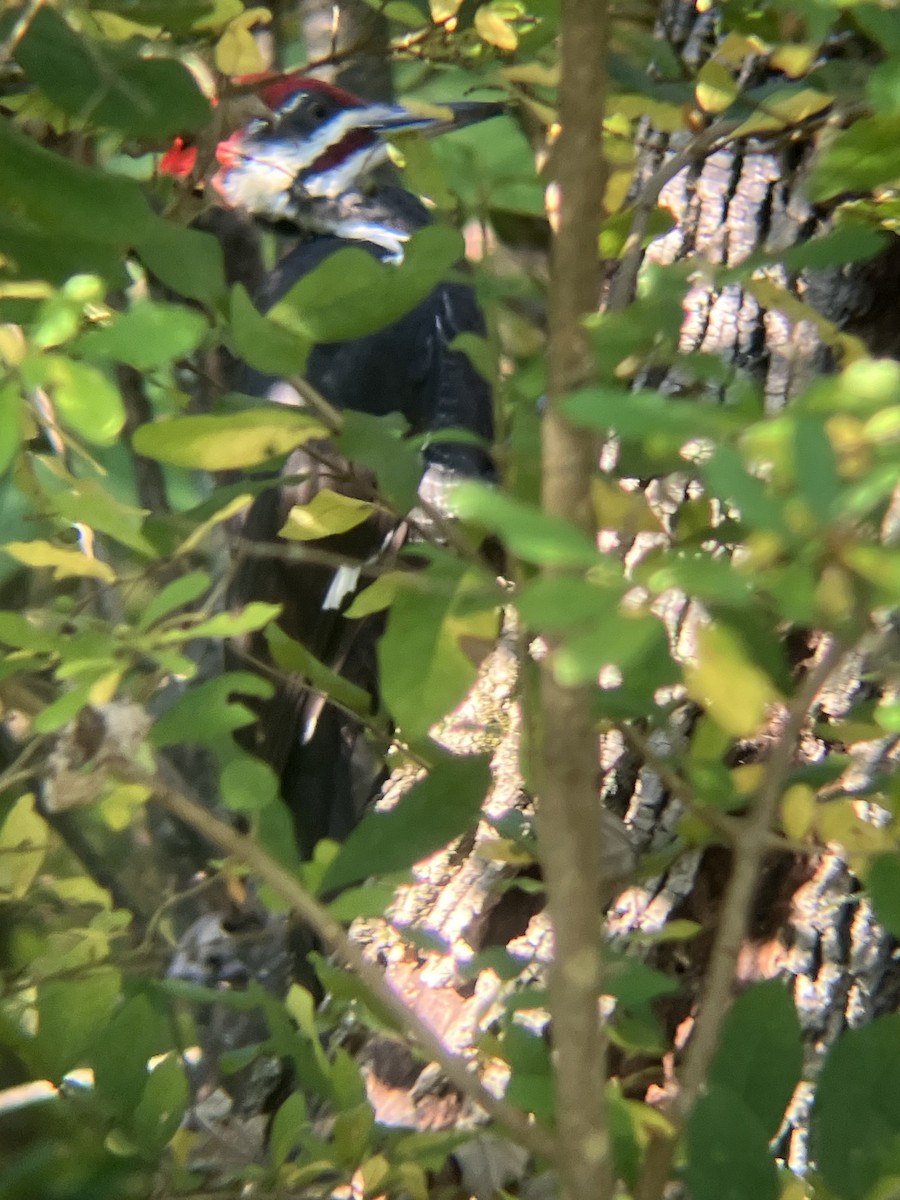 Pileated Woodpecker - ML642212081