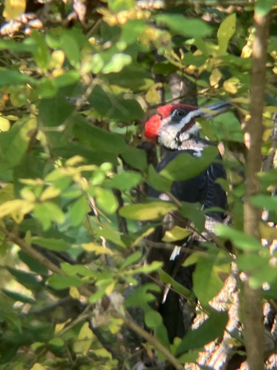Pileated Woodpecker - ML642212082