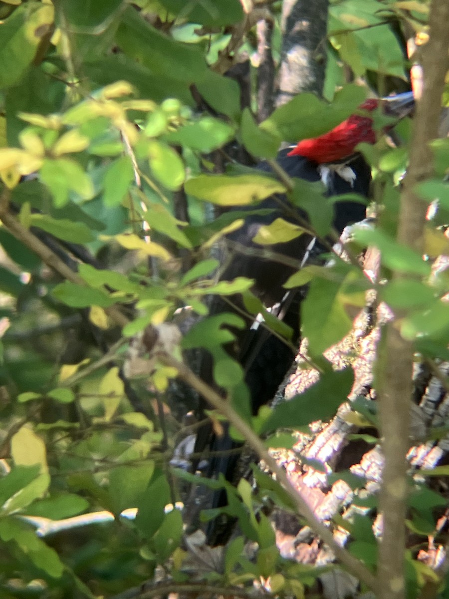 Pileated Woodpecker - ML642212083
