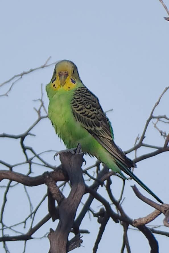 Budgerigar - ML642212089