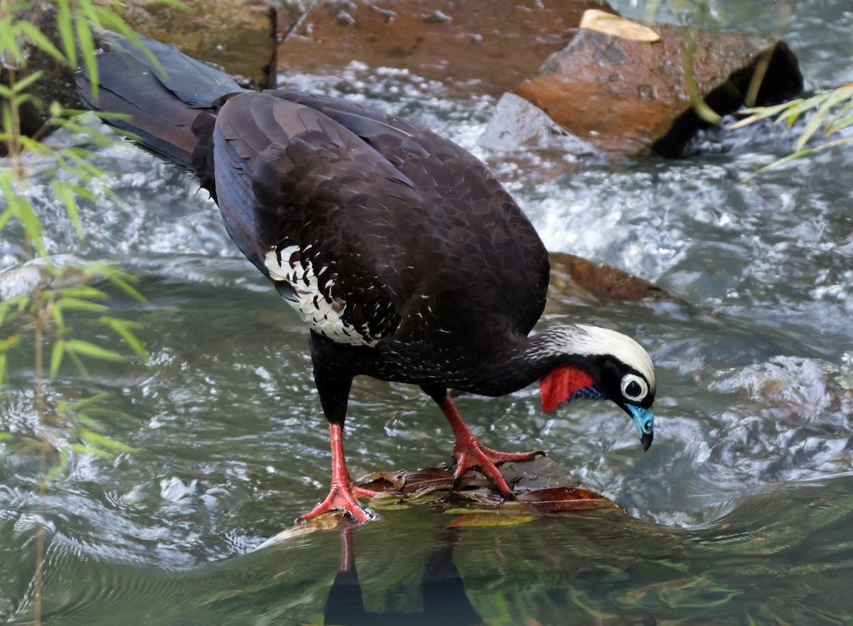 Black-fronted Piping-Guan - ML642212095