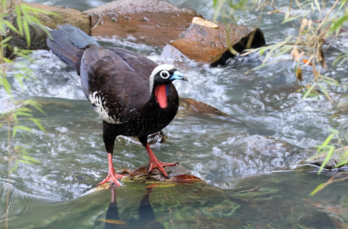Black-fronted Piping-Guan - ML642212096