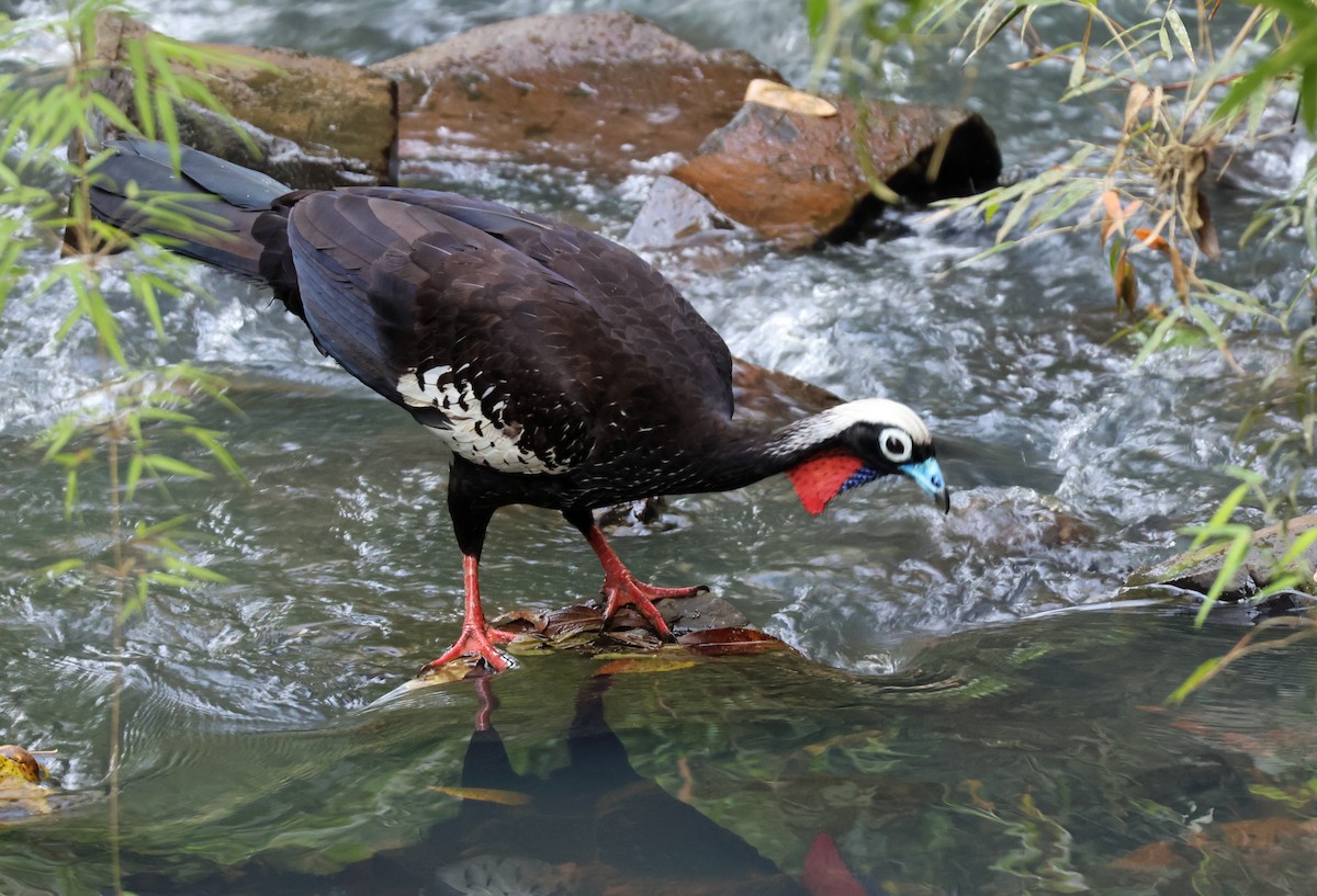 Black-fronted Piping-Guan - ML642212097