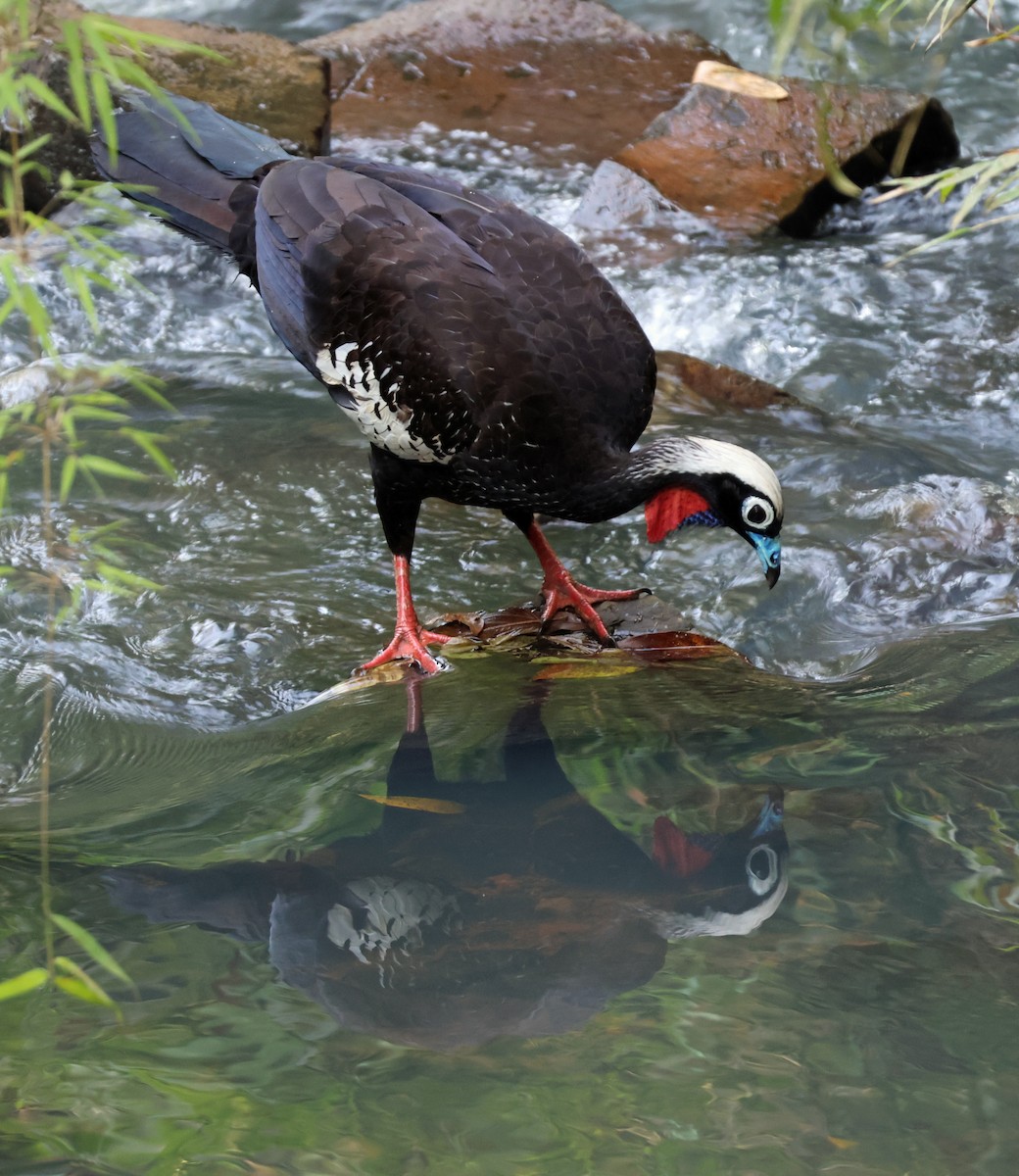 Black-fronted Piping-Guan - ML642212098