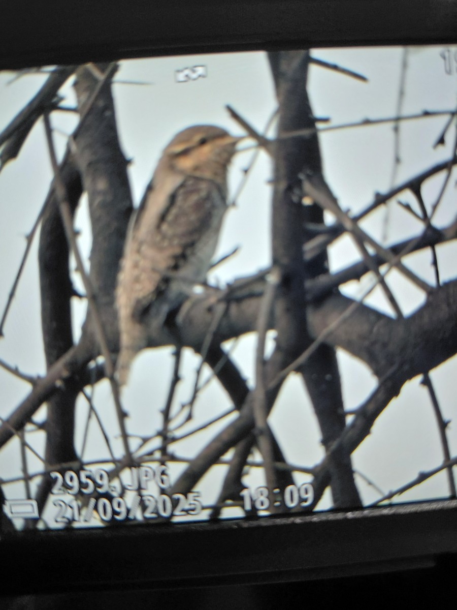 Eurasian Wryneck - ML642212122