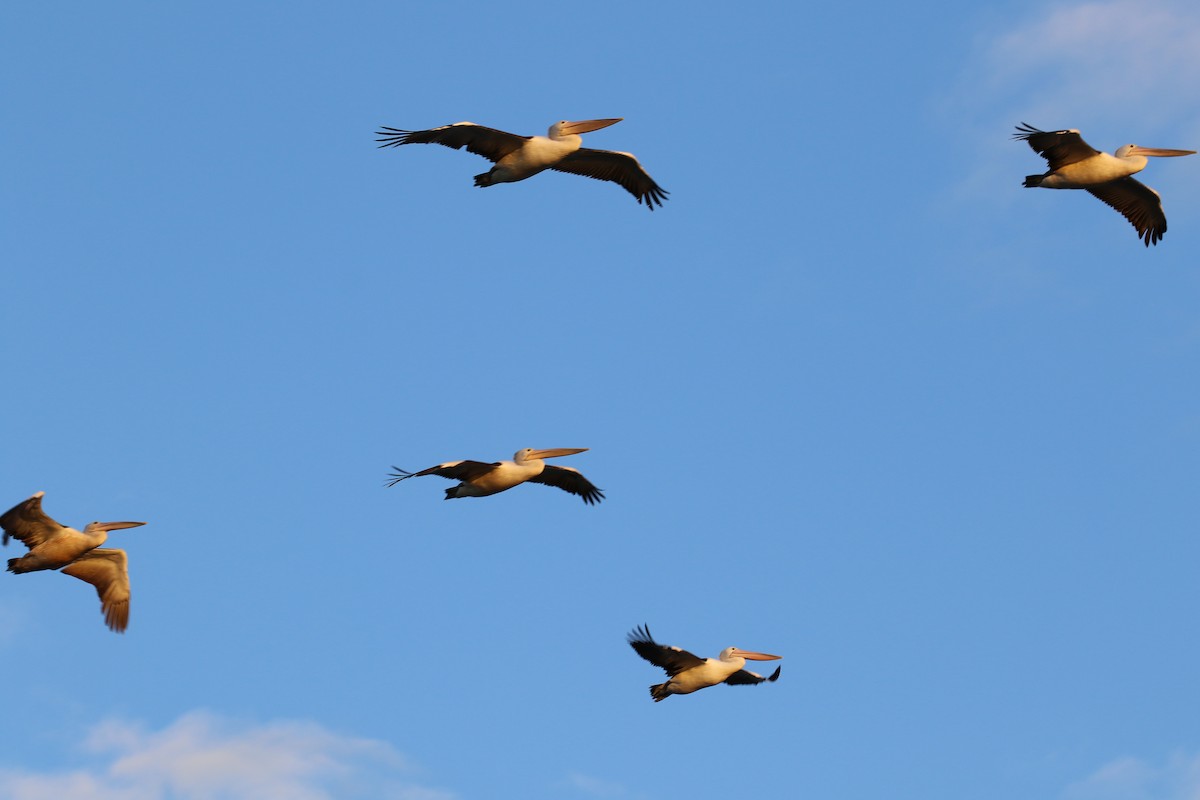 Australian Pelican - ML642212140
