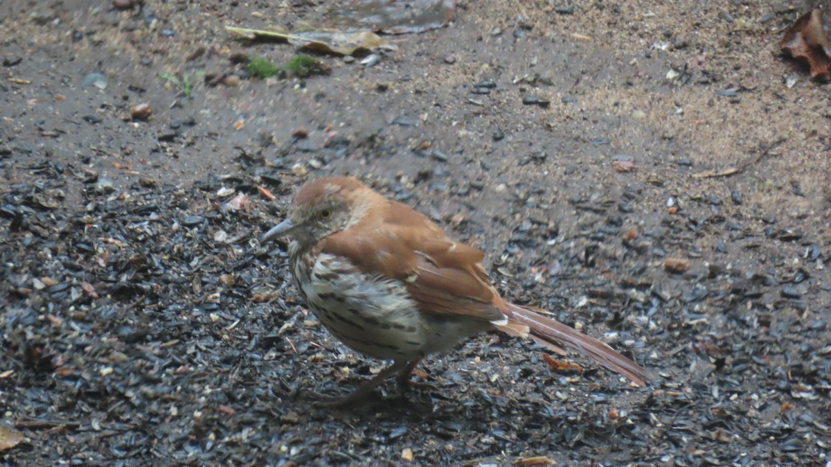 Brown Thrasher - ML642212148