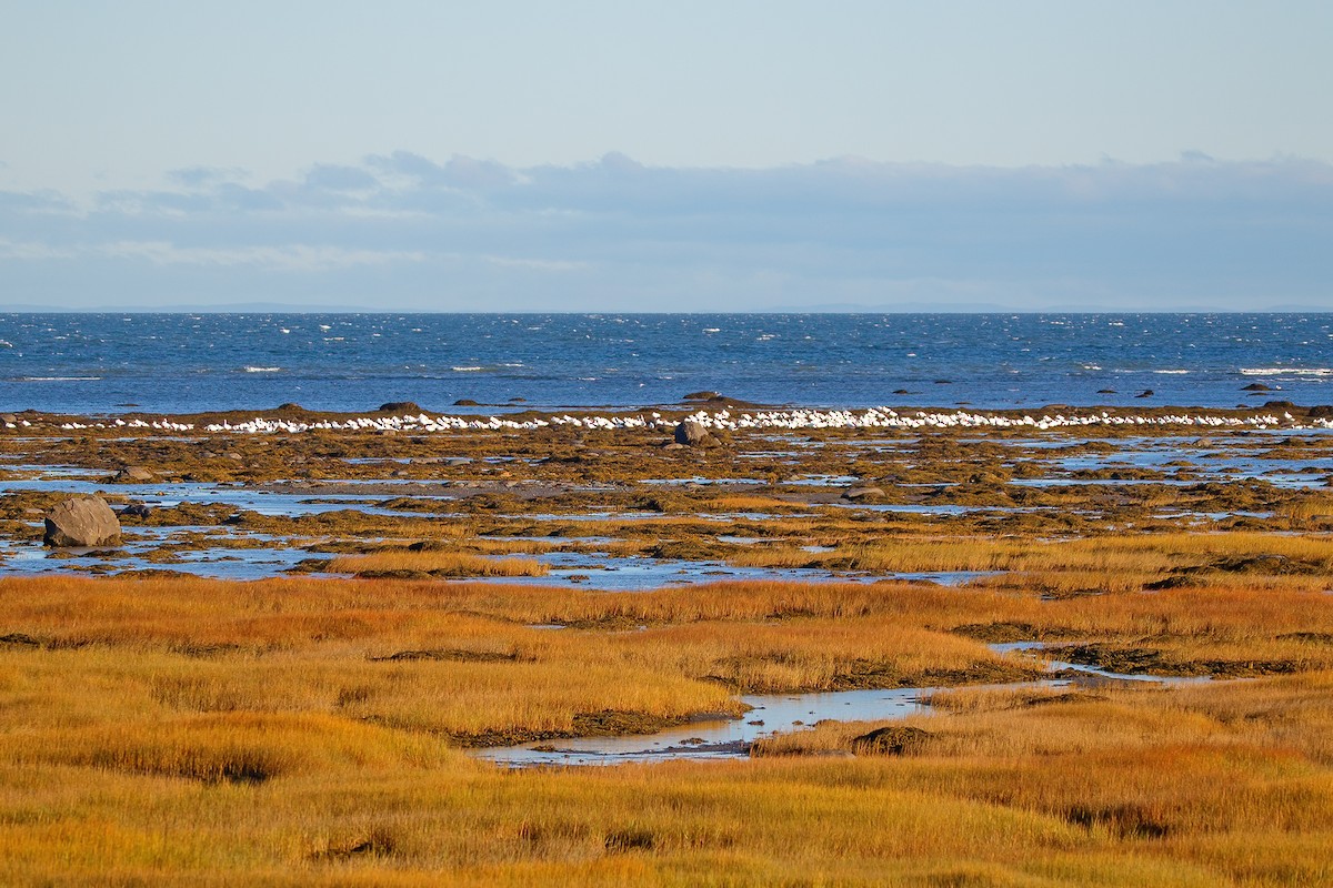 Snow Goose - ML642212177