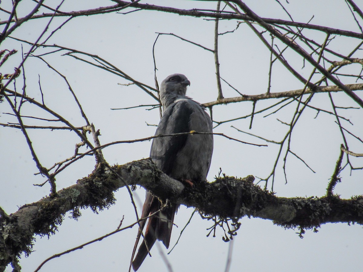 Plumbeous Kite - ML642212213