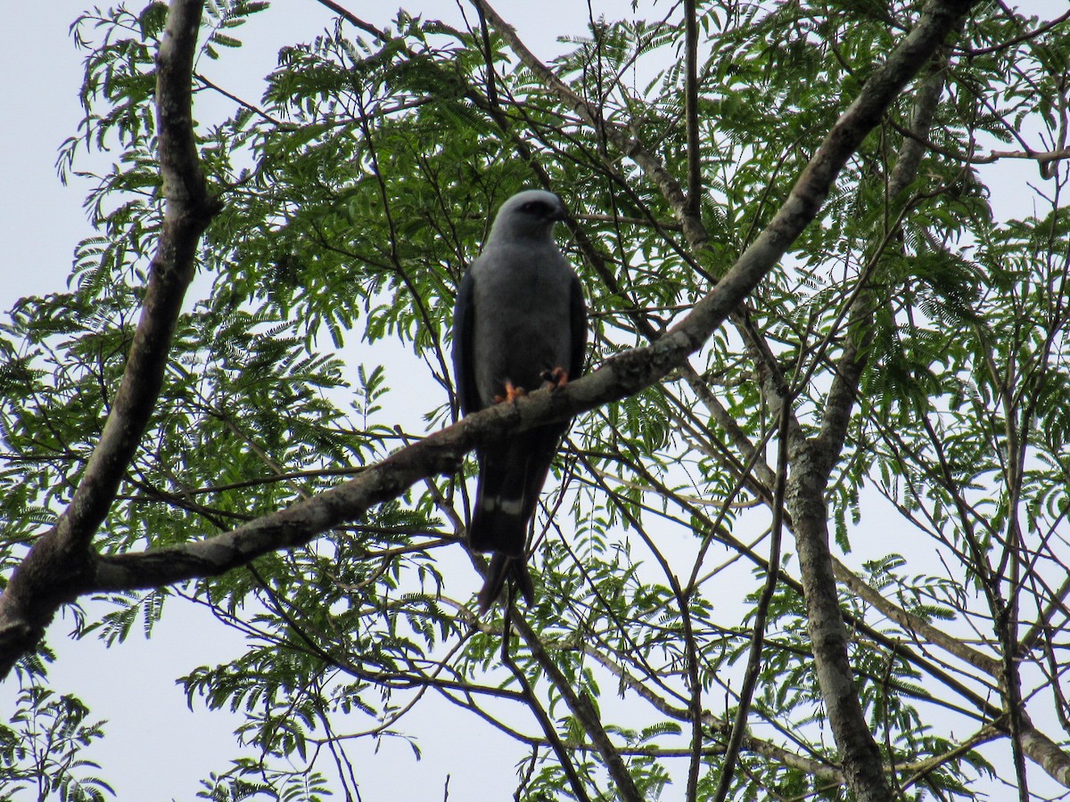 Plumbeous Kite - ML642212214