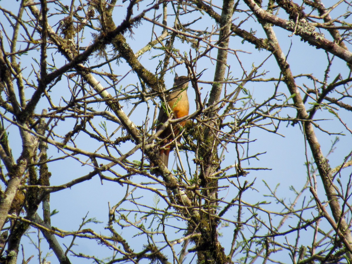 Rufous-bellied Thrush - ML642212237