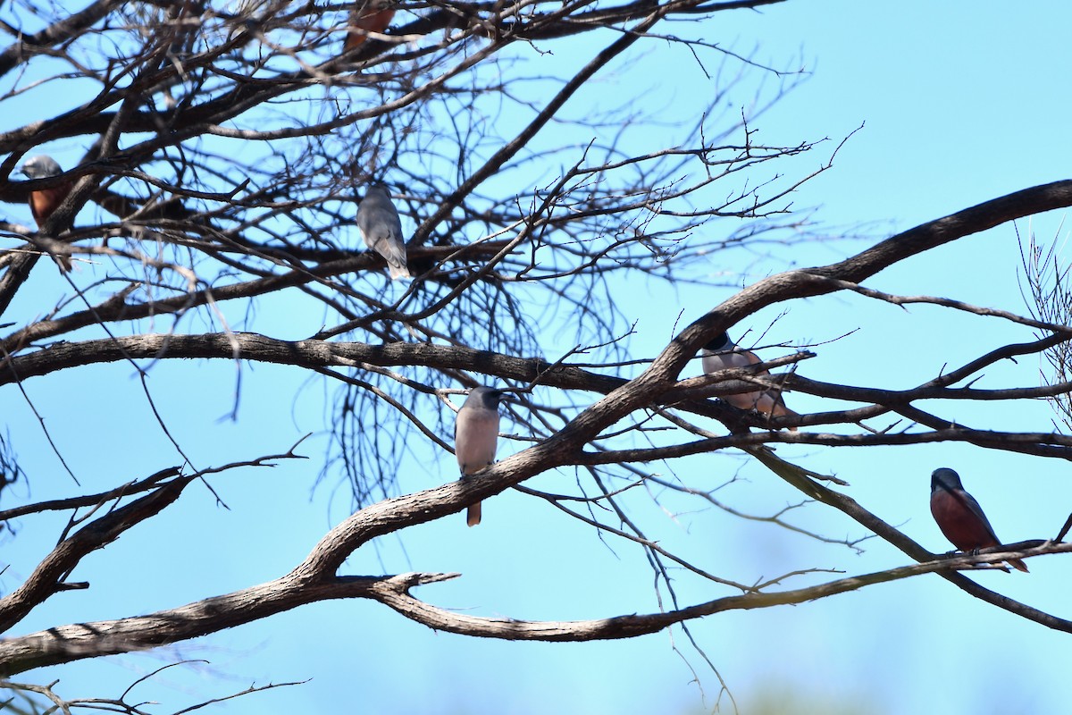 White-browed Woodswallow - ML642212239