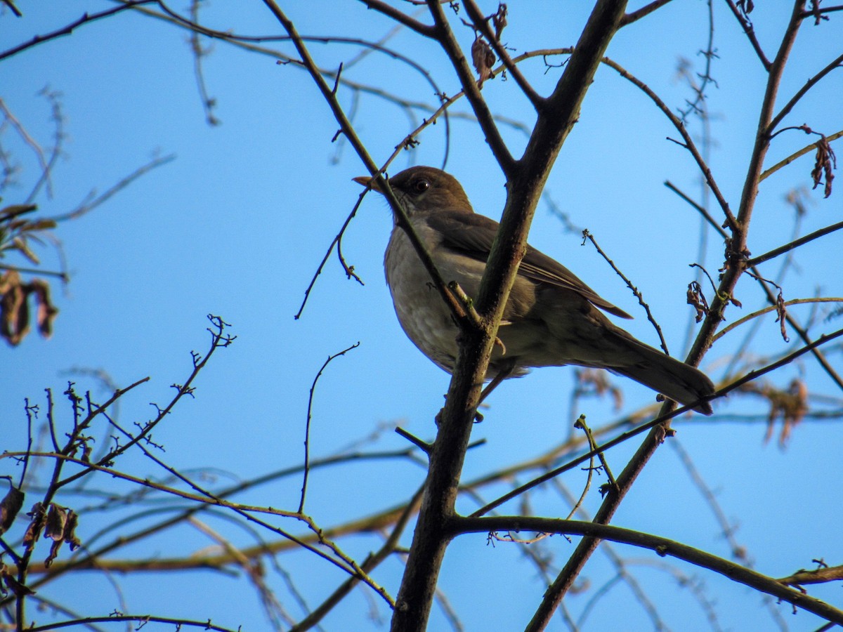 Creamy-bellied Thrush - ML642212240