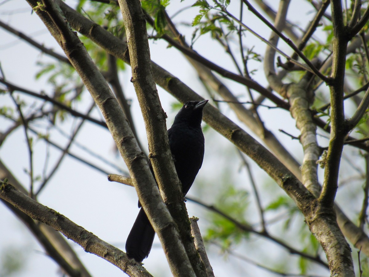 Ruby-crowned Tanager - ML642212248