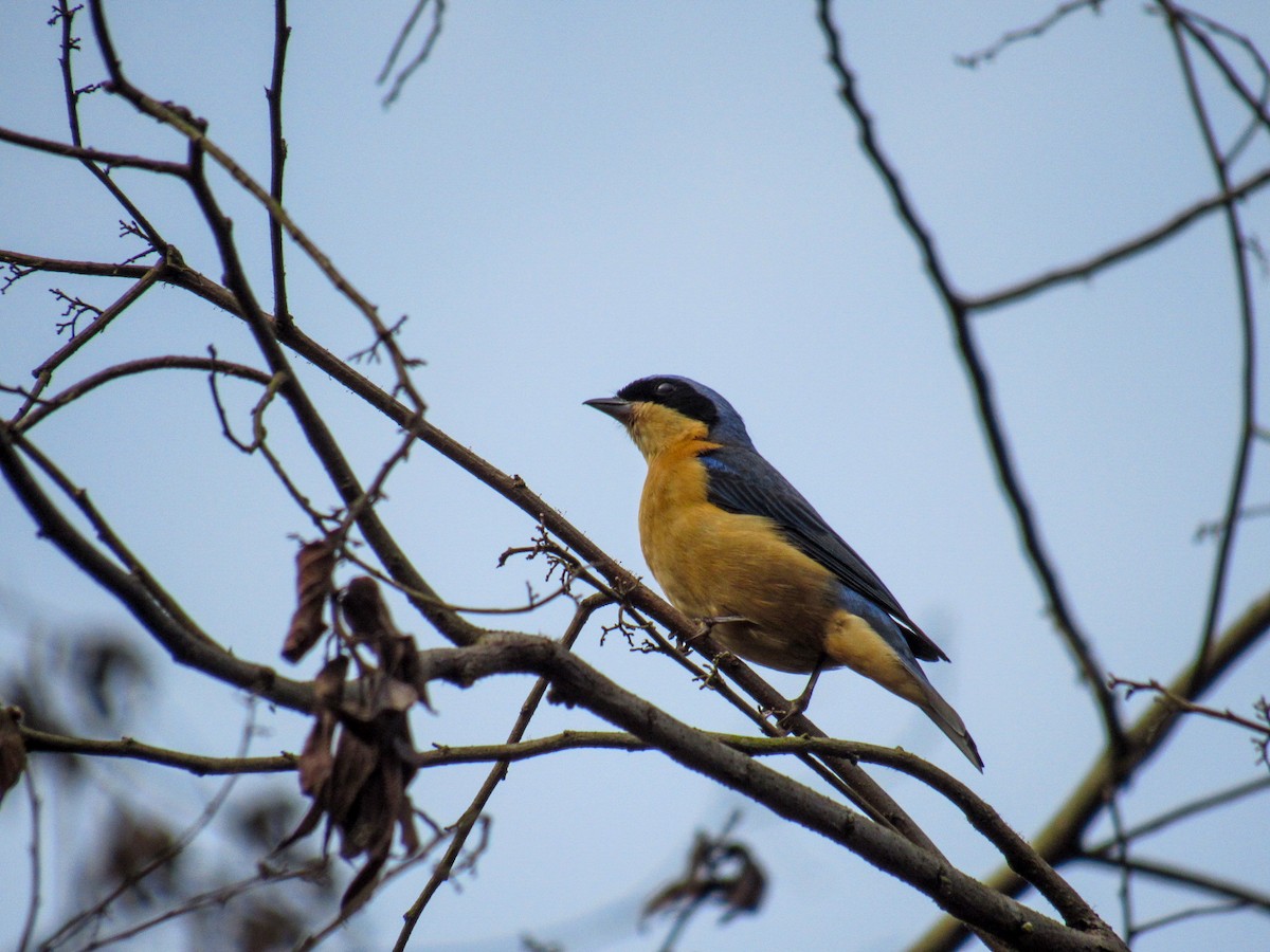 Fawn-breasted Tanager - ML642212263