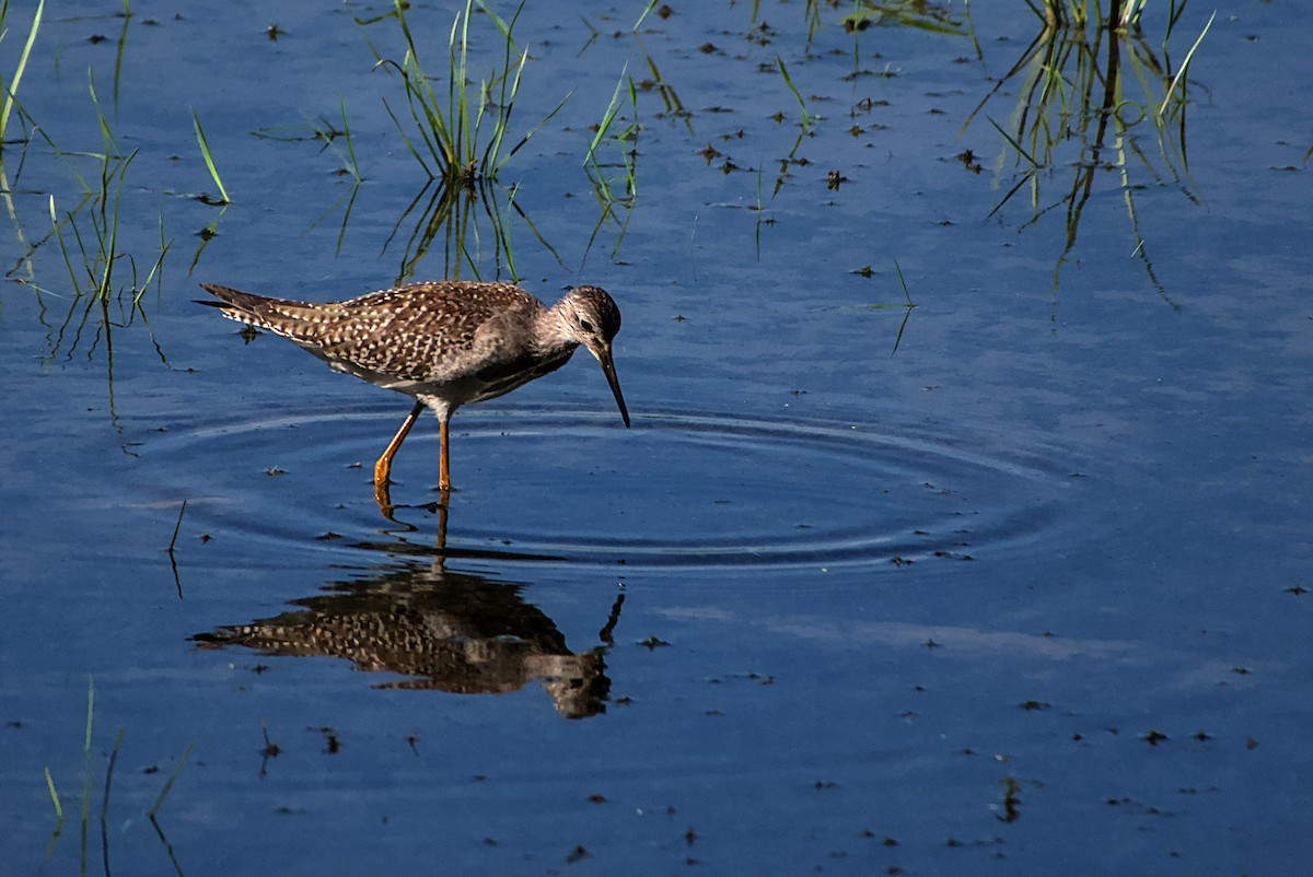 Lesser Yellowlegs - ML642212265