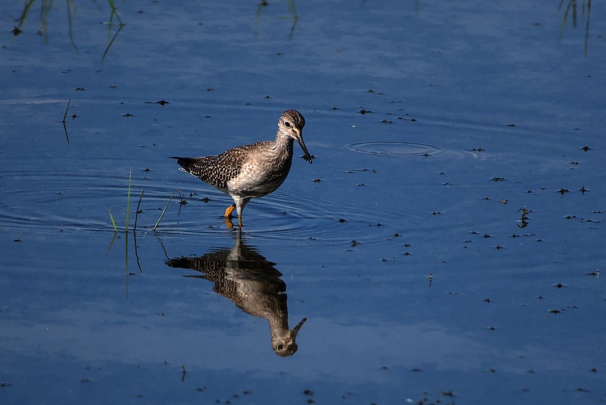 Lesser Yellowlegs - ML642212266