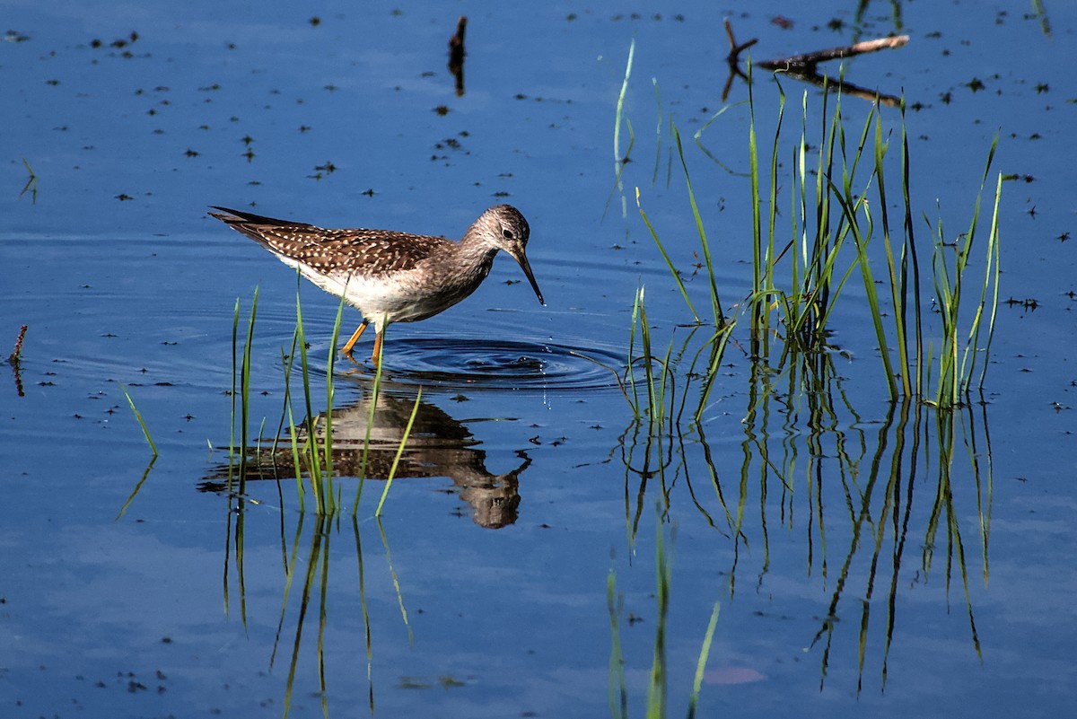 Lesser Yellowlegs - ML642212267