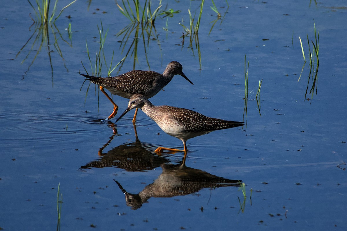 Lesser Yellowlegs - ML642212268