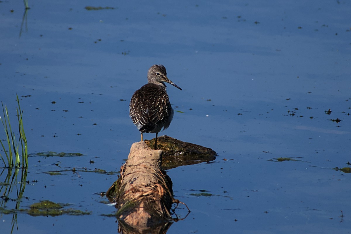 Lesser Yellowlegs - ML642212283