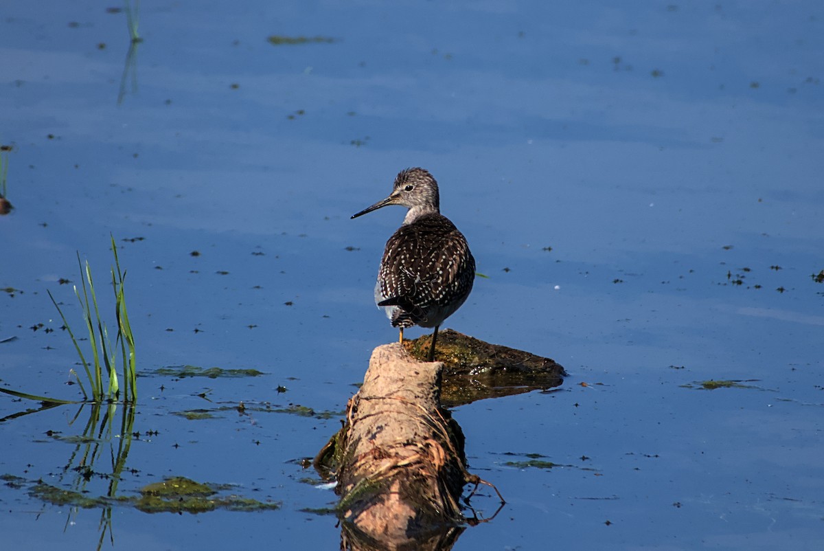 Lesser Yellowlegs - ML642212284