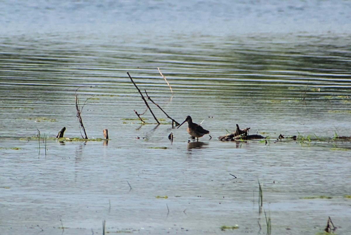 Long-billed Dowitcher - ML642212320