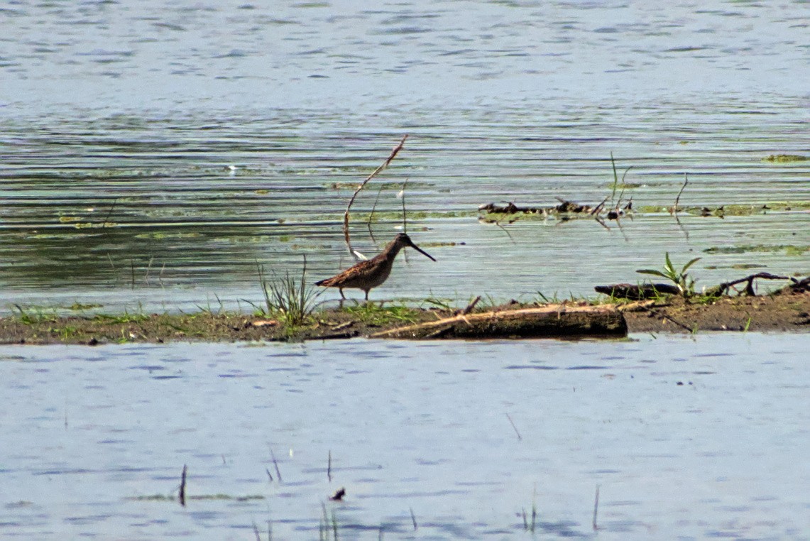 Long-billed Dowitcher - ML642212321