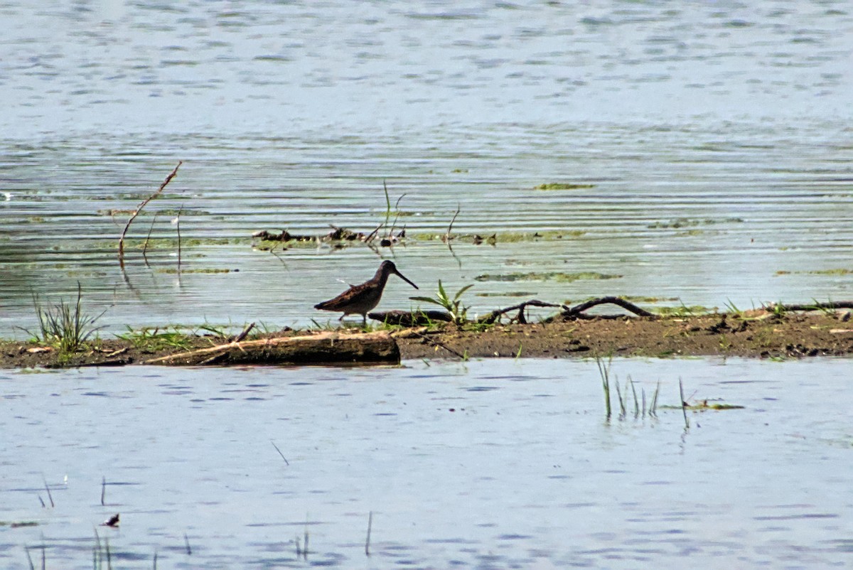 Long-billed Dowitcher - ML642212322