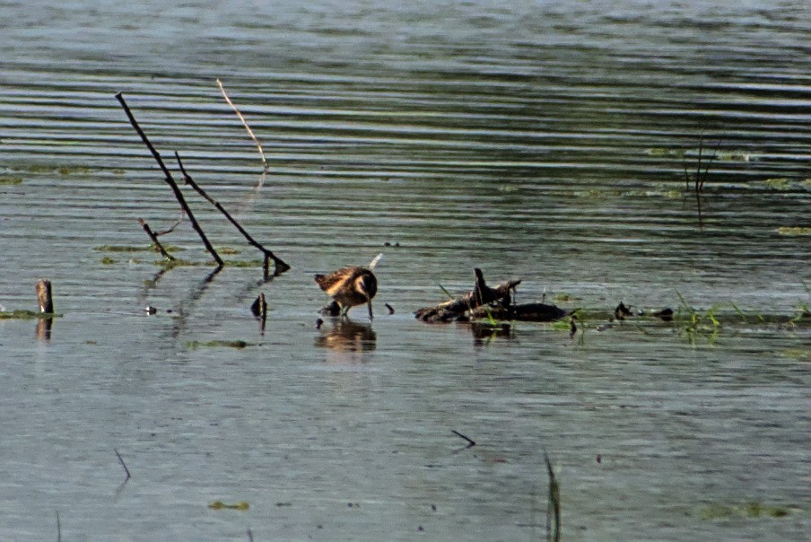 Long-billed Dowitcher - ML642212324