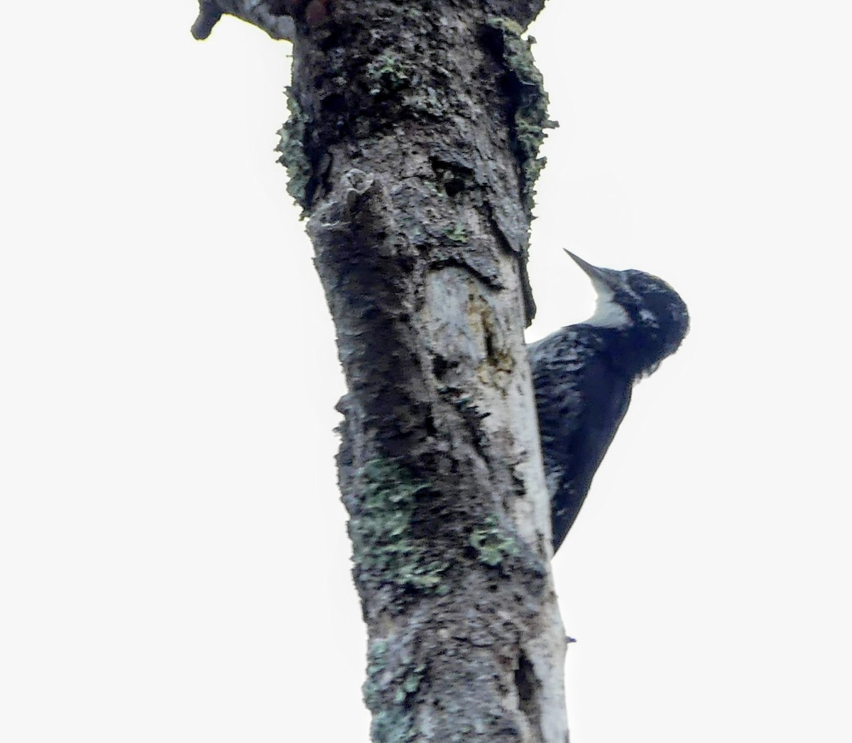 American Three-toed Woodpecker - ML642212331