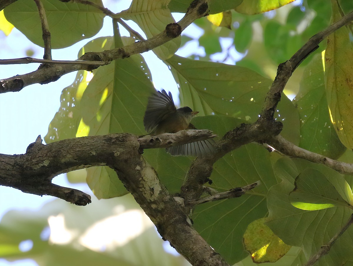 Lesser Antillean Pewee (Puerto Rico) - ML642212340
