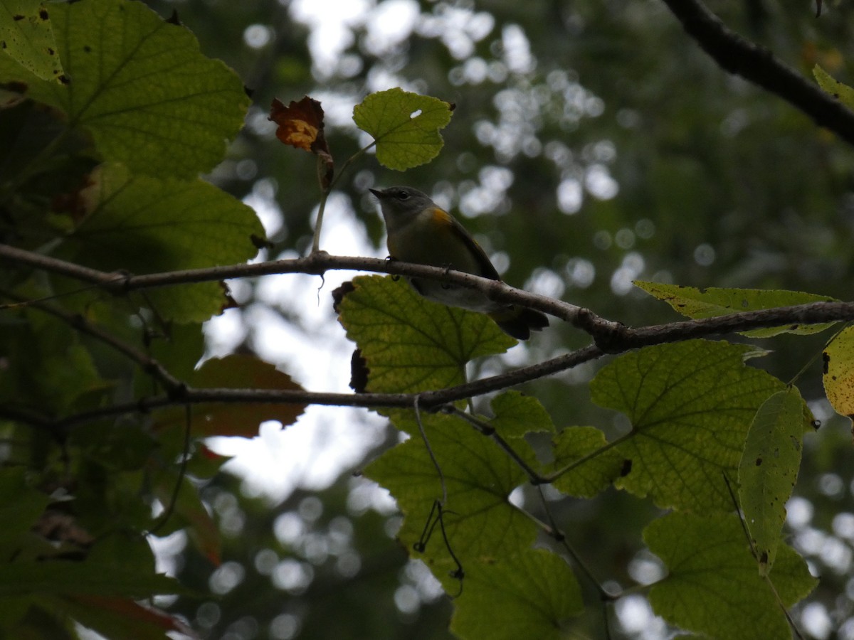 American Redstart - ML642212344