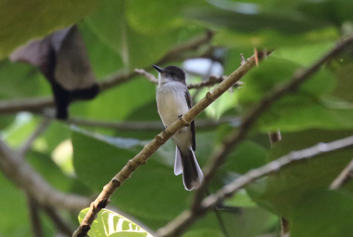 Puerto Rican Flycatcher - ML642212345