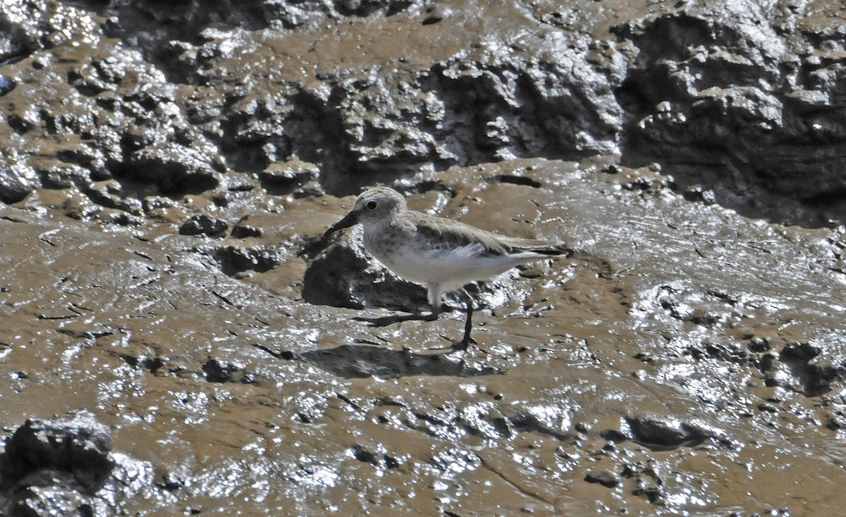 Baird's Sandpiper - ML642212347