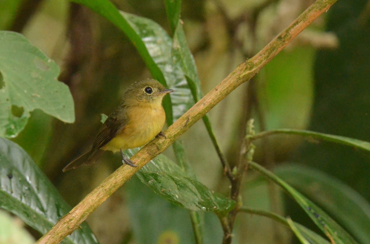 Whiskered Flycatcher - ML642212351