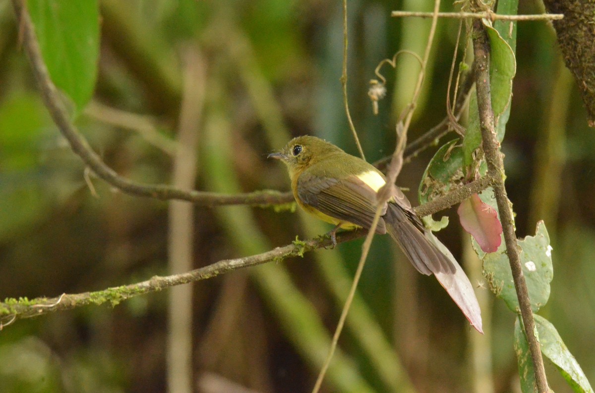 Whiskered Flycatcher - ML642212352